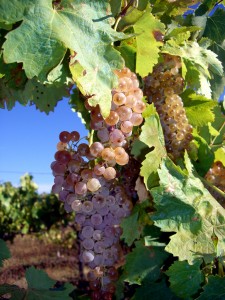 Taste Vacations Italy Grapes