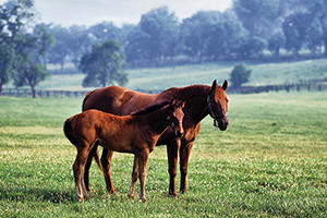 KENTUCKY-KWG